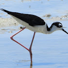 Black-necked stilt