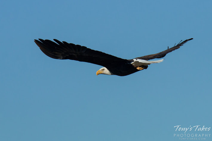 Bald Eagle male takes flight. 6 of 6. (© Tony’s Takes)