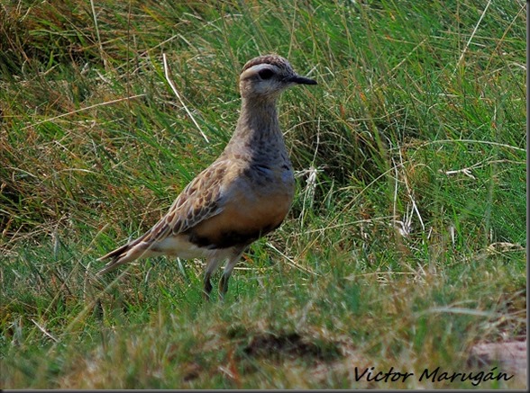 Chorlito carambolo. Gorramendi. 11-09-2015 (100)xx