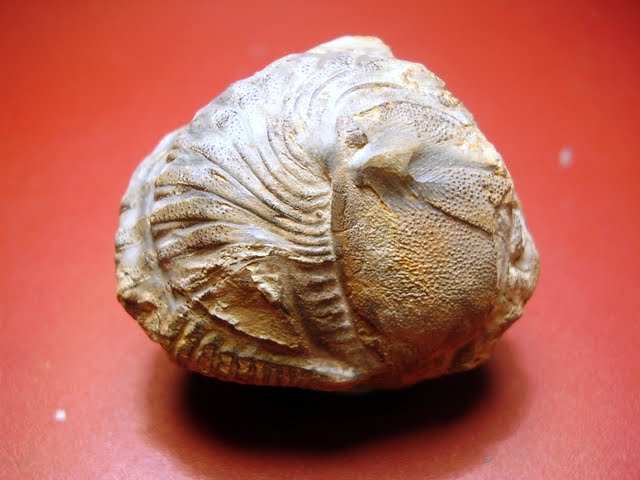 Salterocoryphe sp. PB300110