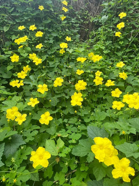 Momordica dioica (Male plant) karjat Maharashtra India