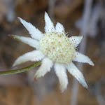 Flannel Flower (Actinotus helianthi) (352334)