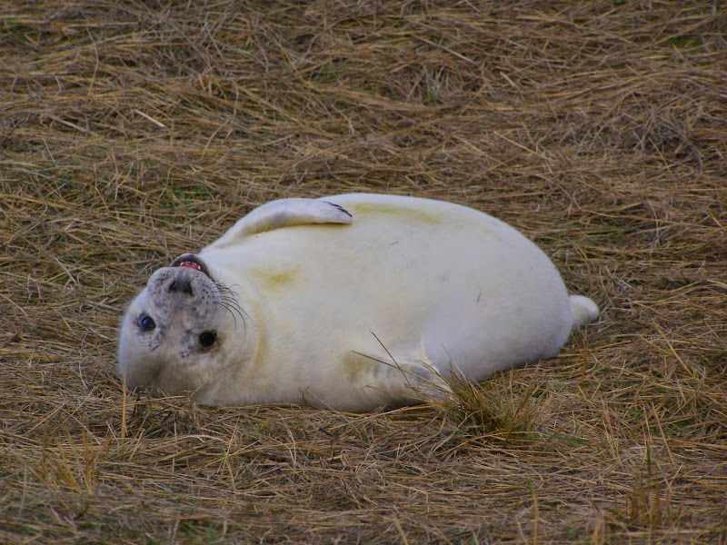 Donna Nook