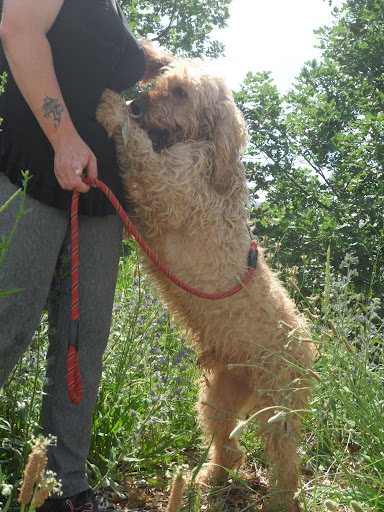 PABLO  -  Griffon Vendéen  13 ans (+ de 5 ans de refuge) -  Refuge de  SISTERON  (04) SAM_3987