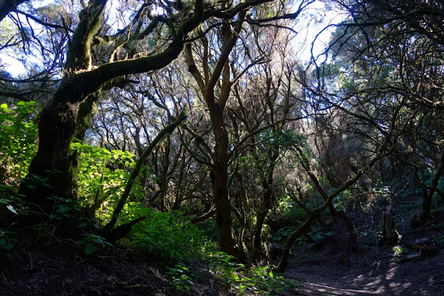 4 días en El Hierro (Canarias). Una isla vertiginosa y espectacular. 1ª parte. - De viaje por España (42)