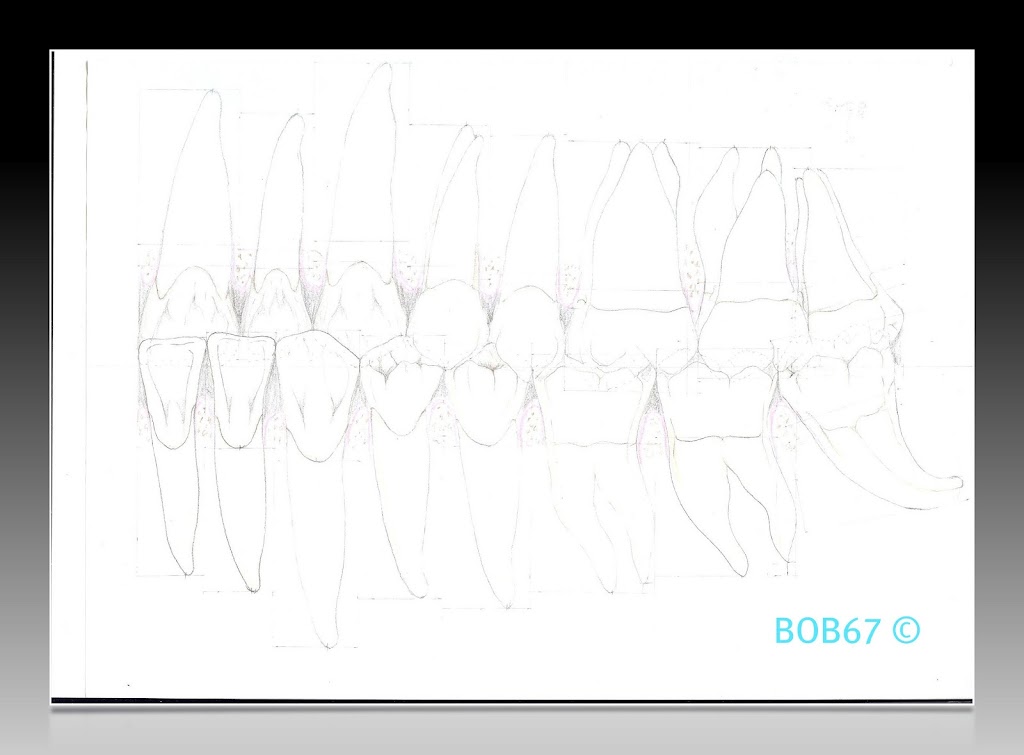 Dessin Morphologique - Page 3 Num%25C3%25A9risation0024