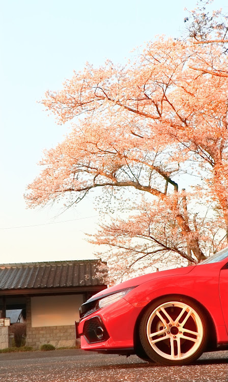 シビック(欧州HB)のUSDM・桜とコラボ🌸・#USDM・無限MUGEN・シビックハッチバックに関するカスタム事例の投稿画像1枚目