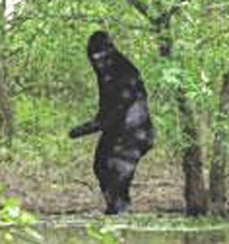 The Legend Of Bigfoot The Sasquatch