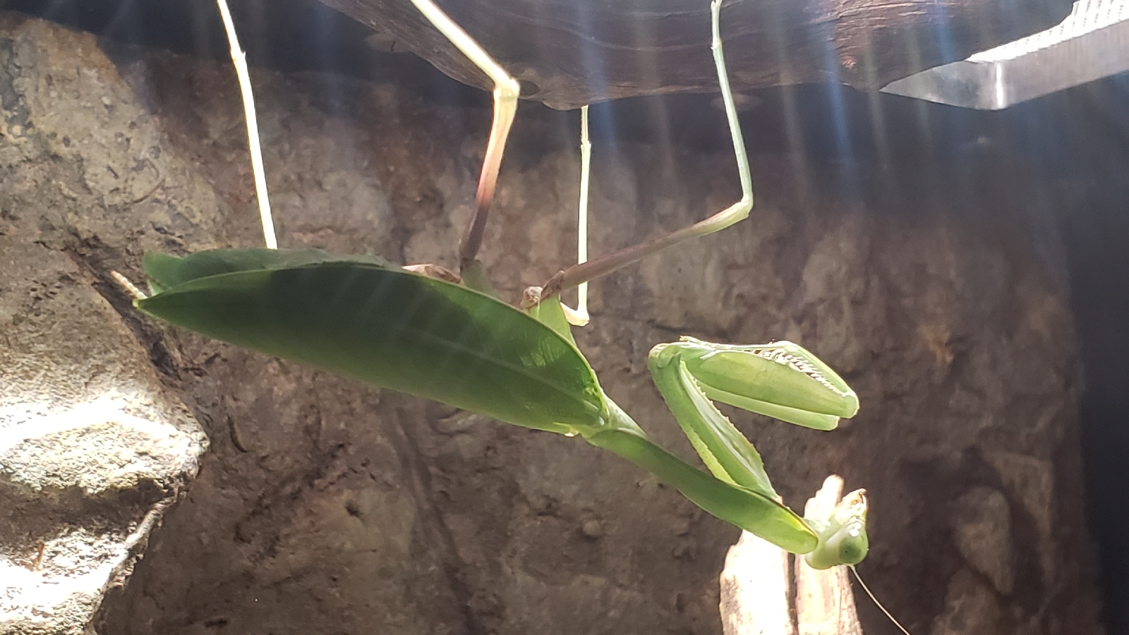 Go Bananas!  San Diego Zoo Wildlife Explorers