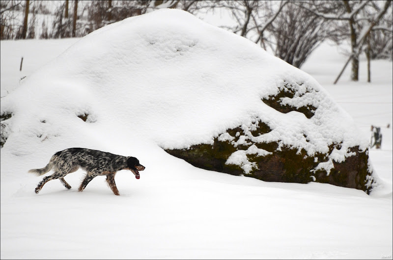 Un temps à mettre un chien dehors (ou pas) D7000 et FZ100 LMB_7657-BorderMaker