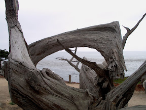 The twisted remains of a cypress tree, 17 Mile Drive