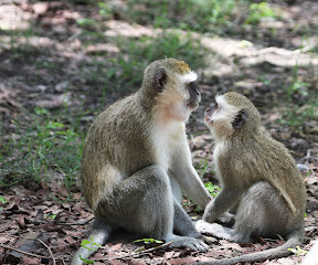 Vervet Pair. Botswana