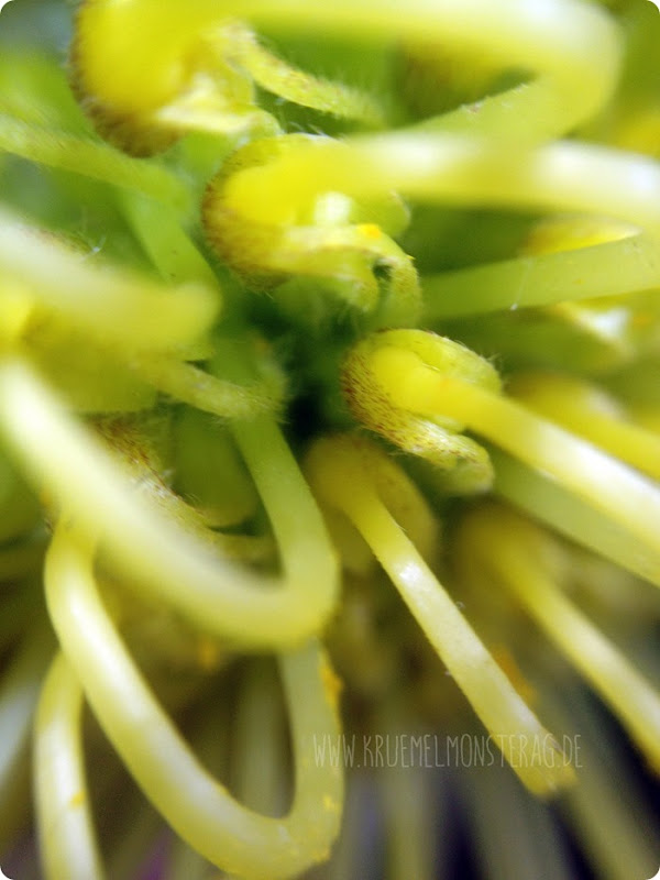 gelbe Protea (01)