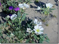 Dune evening primrose