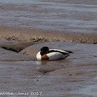 Shelduck