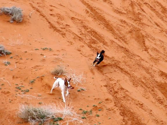 Torrey and Bosley on the dunes