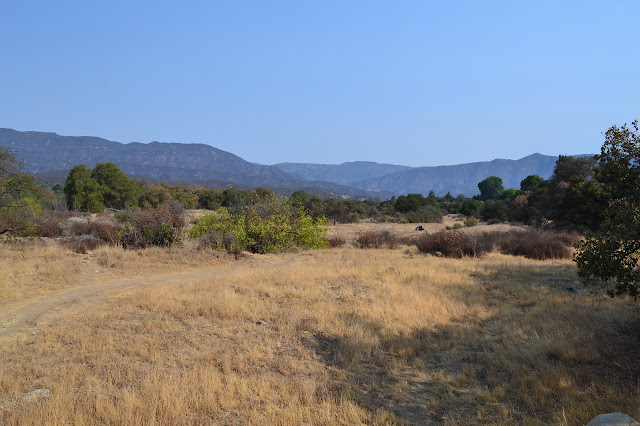 Ventura River flood plain in its summer guise