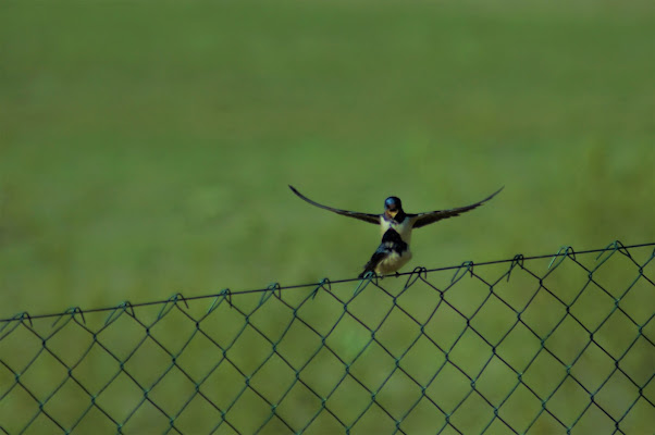 Apri le braccia alla natura di Tiz