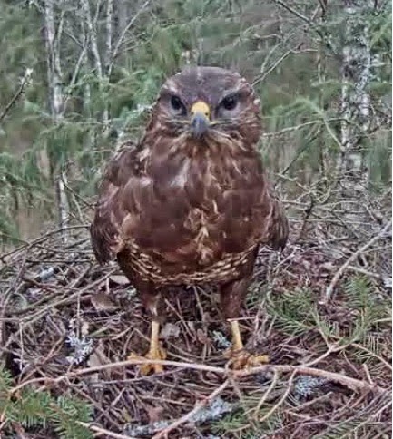 Buzzard Cam 1 - Mari and Mihkel Male%2520Buzzard