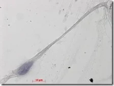 Spermatozoi