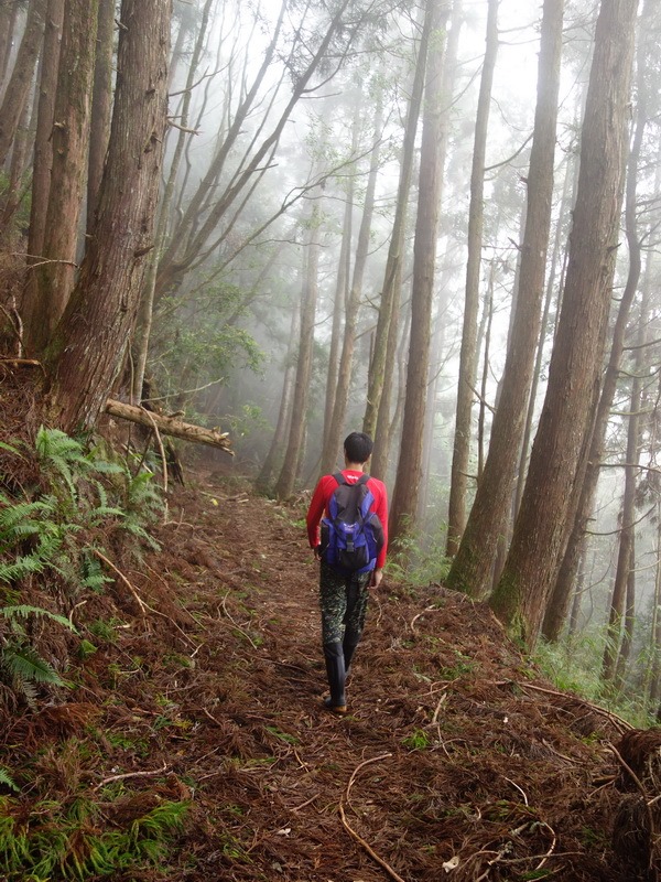 2013_1001-1003 八仙山馬崙山-2_062