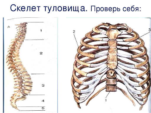 Строение скелета грудного отдела