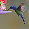 Beija-flor-tesoura (Swallow-tailed Hummingbird)