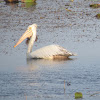 Spot-billed Pelican