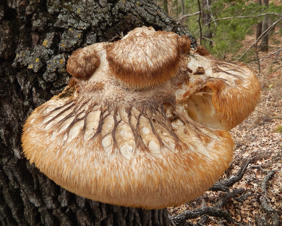 Lion’s Mane Mushroom