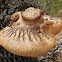 Lion’s Mane Mushroom