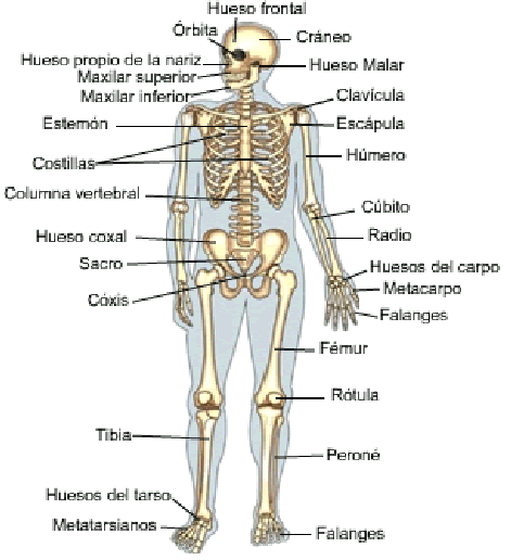 esqueleto