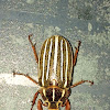 10 Lined June Beetle