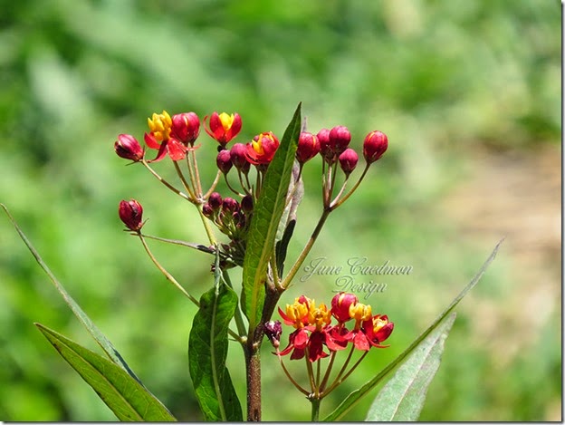 ButterflyWeed