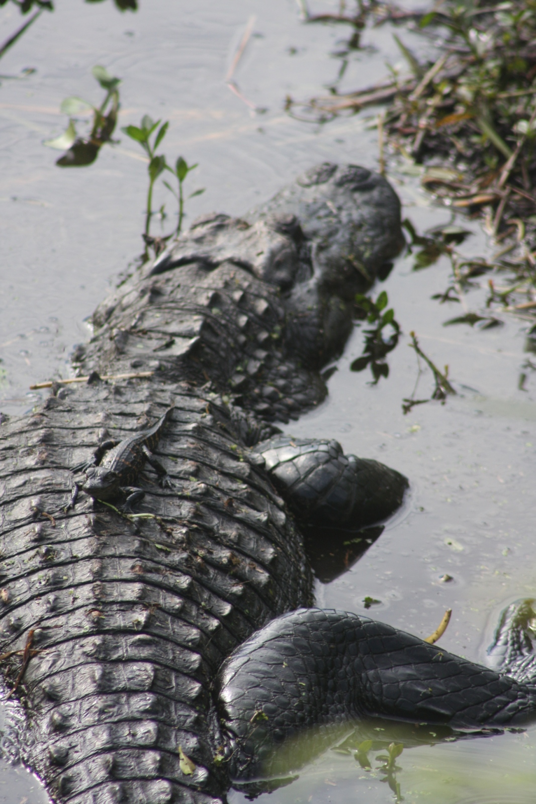 Florida Wildlife