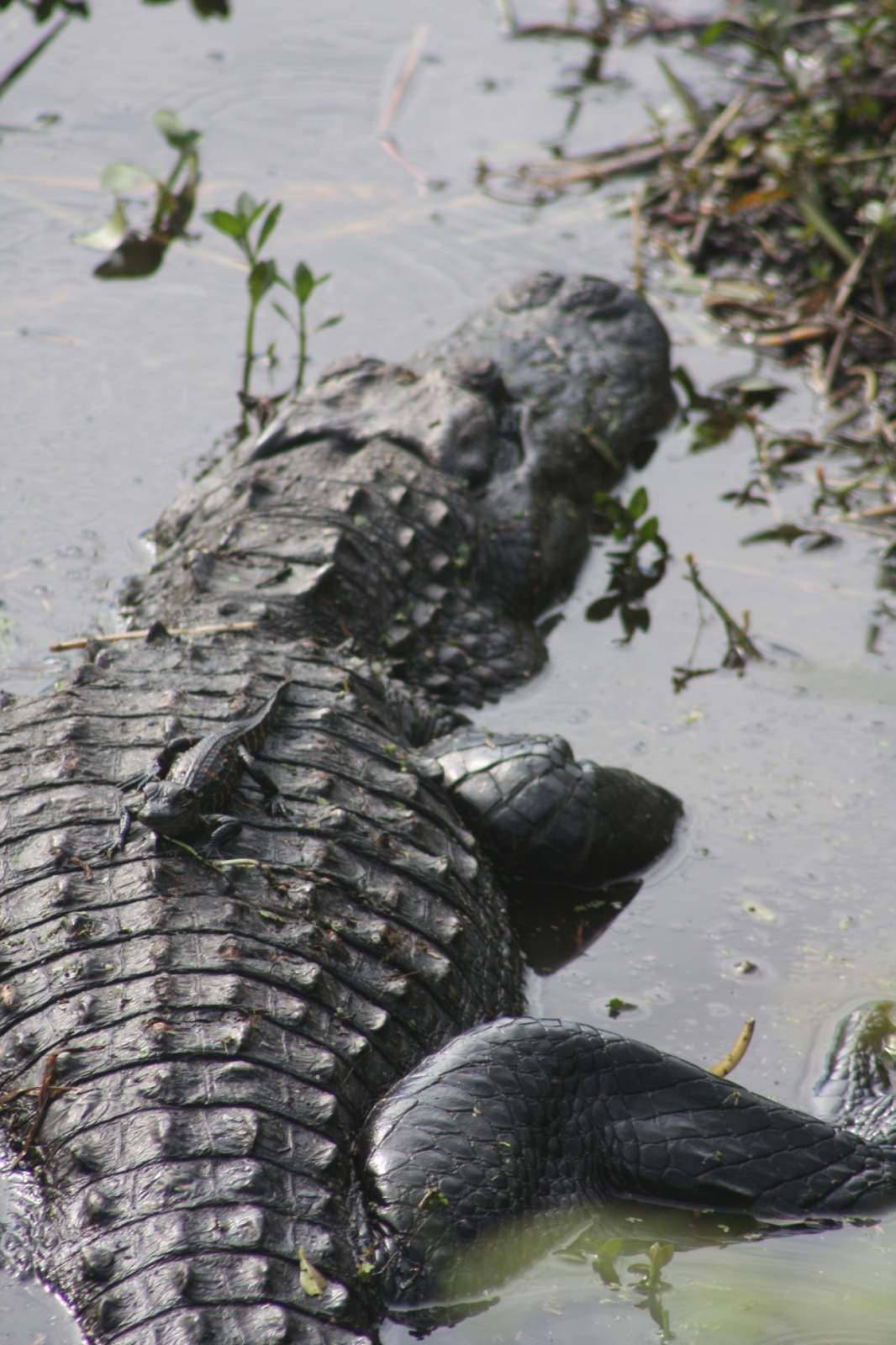 Florida Wildlife