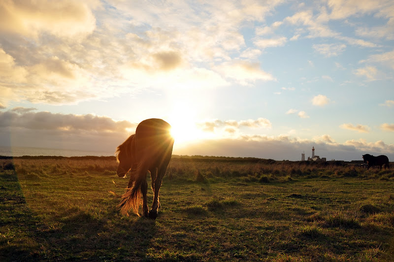 Wild horses DSC_0612