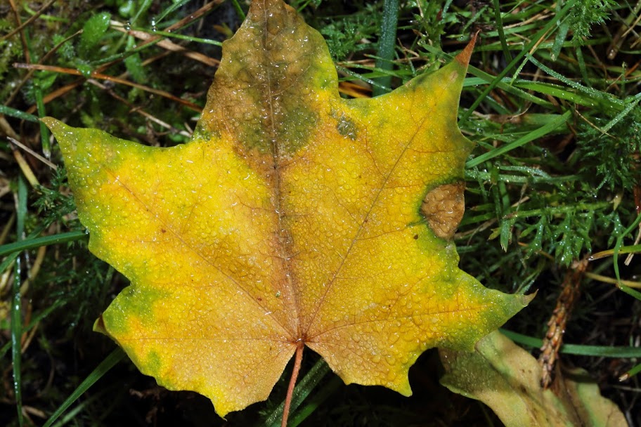 IMAGE: https://lh3.googleusercontent.com/-i61xMJGxFhk/UILPicz7LPI/AAAAAAAAE9k/gqUS2Exu4fE/s912/IMG_5129-1920.JPG