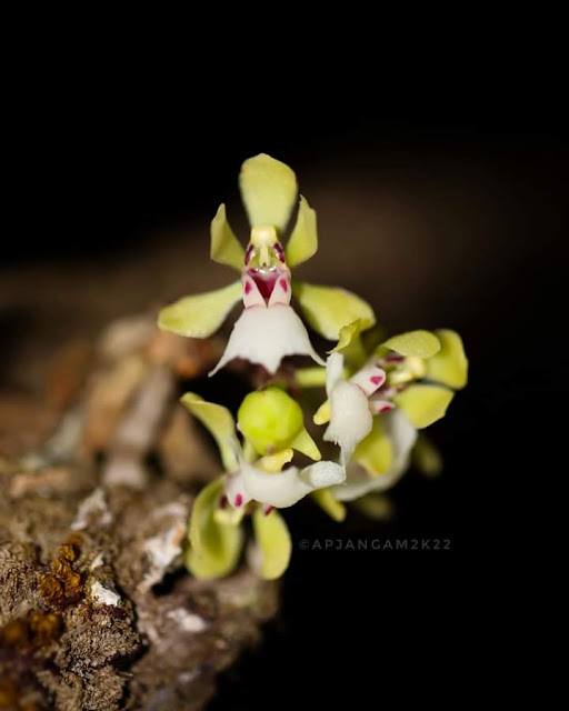 Smithsonia viridiflora 💛💚Orchidaceae kolhapur,Maharashtra India