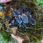 Carolina Wren Chicks