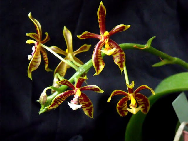 Phalaenopsis mannii Phal_manii%2520%25282%2529