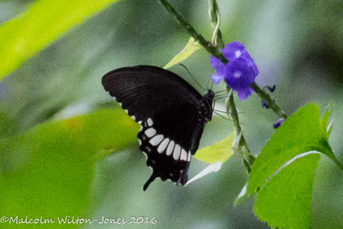 Common Mormon