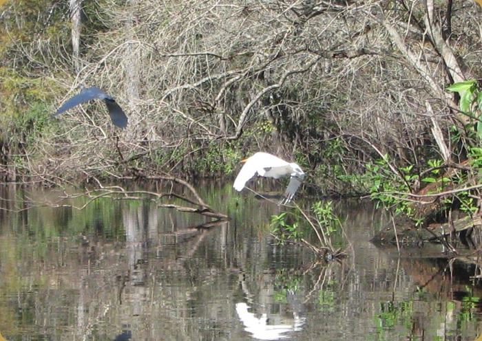 Egret & Heron