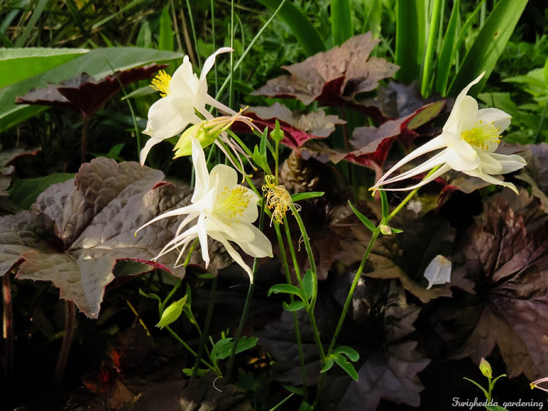 aquilegia 2