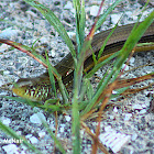 Island Glass Lizard