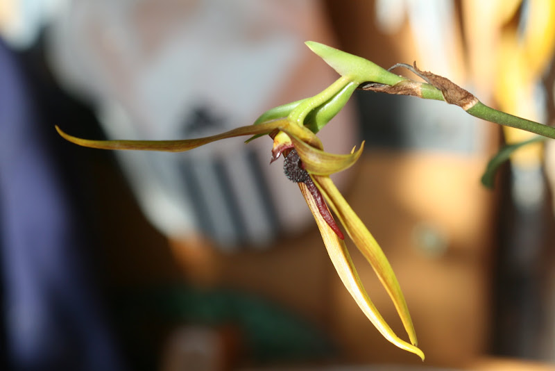 Bulbophyllum Wilbur Chang (B. echinolabium x B. carunculatum) IMG_2533