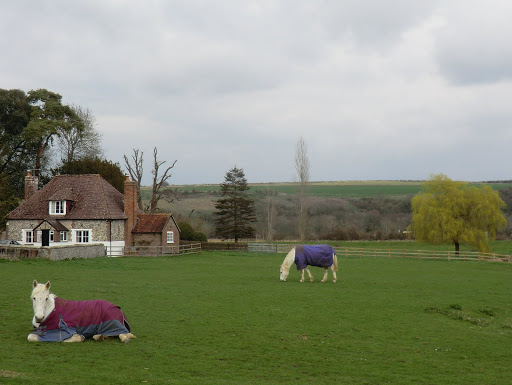 CIMG7450 Horses, South Stoke