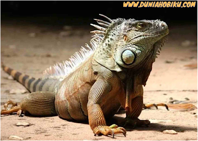 cara merawat iguana bagi pemula