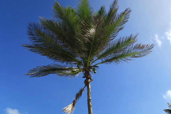 Coconut Tree