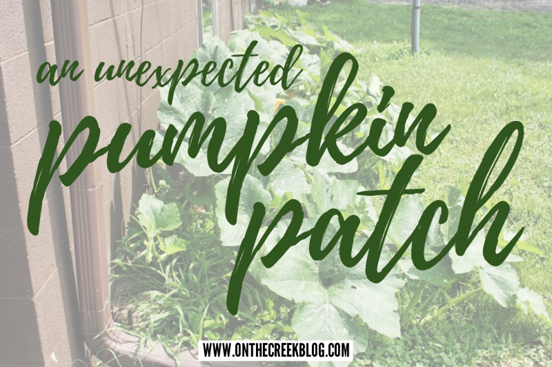 Pumpkin patch unexpectly growing