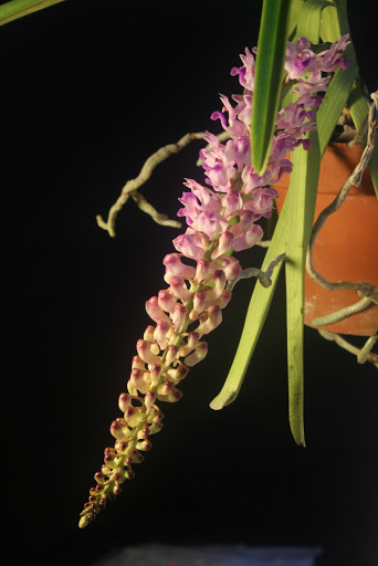 Rhynchostylis retusa IMG_4566